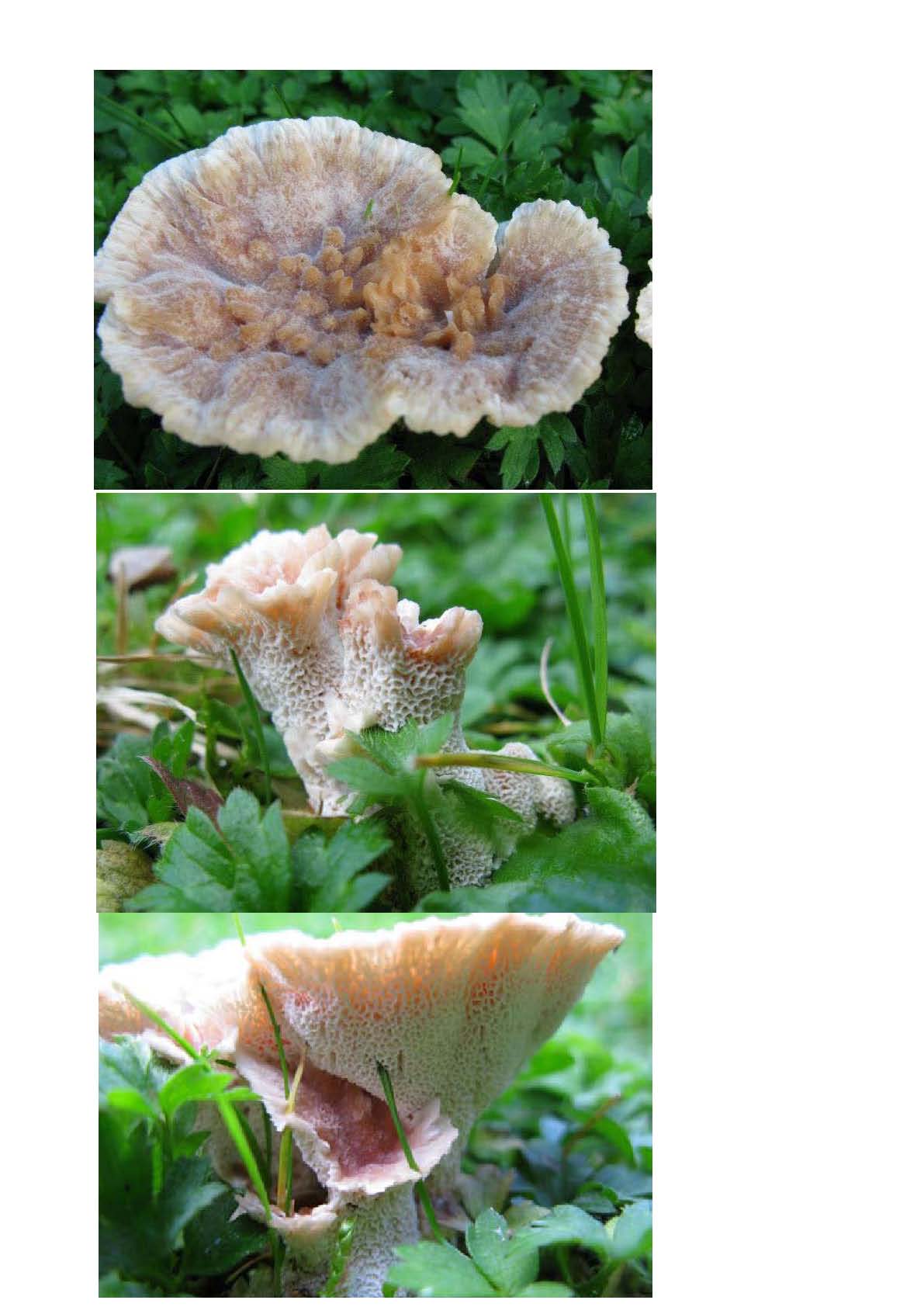 Wie het weet mag het zeggen.